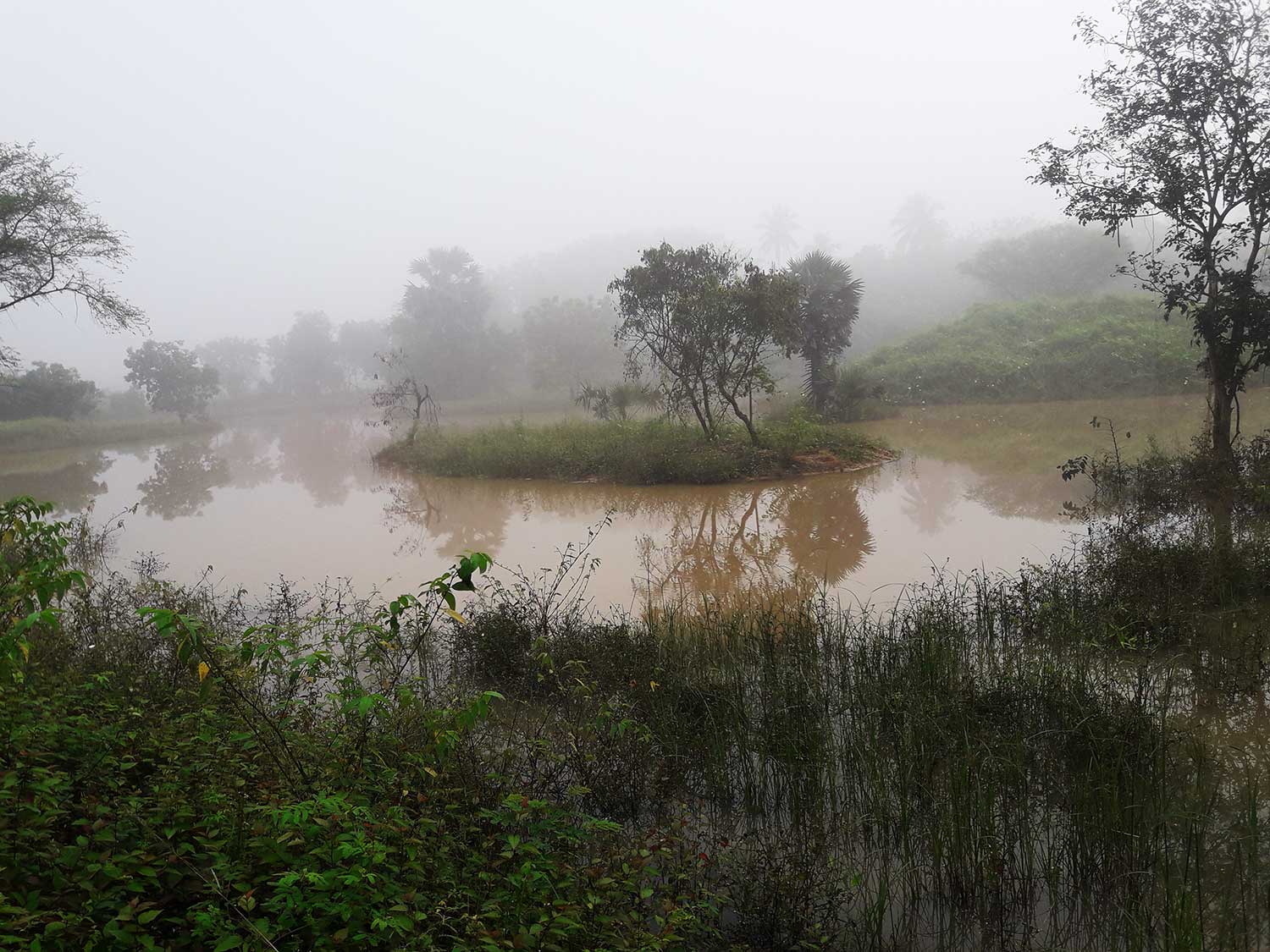 Aurovanam